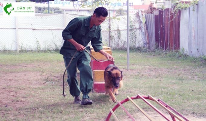 Dịch vụ huấn luyện chó tại Quận 5