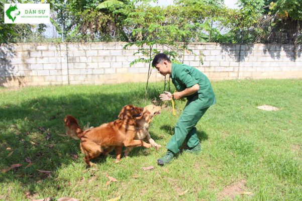 Dịch vụ huấn luyện chó tại Quận Tân Phú