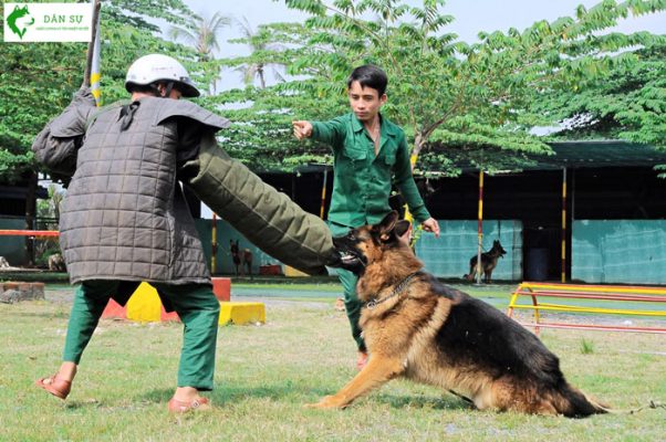 Dịch vụ huấn luyện chó tại Quận Thủ Đức